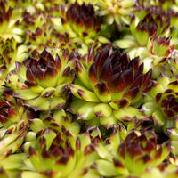 Sempervivum 'Black'