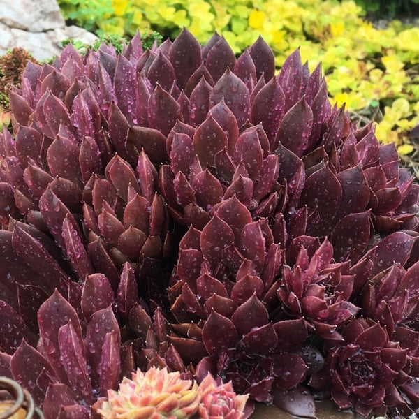 Sempervivum 'Chocolate'