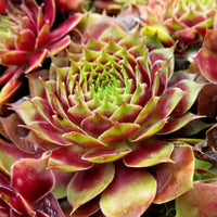 Sempervivum 'Commander Hay'