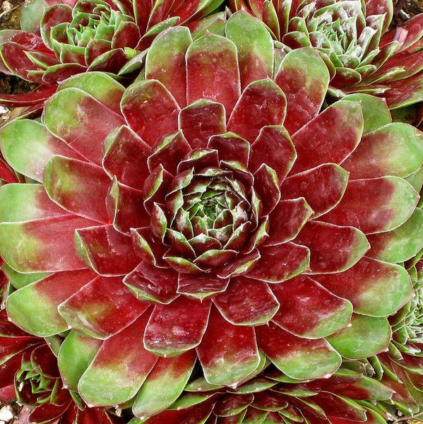 Sempervivum 'Crimsonette'