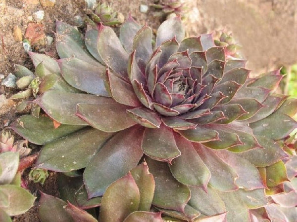 Sempervivum 'Desert Bloom'