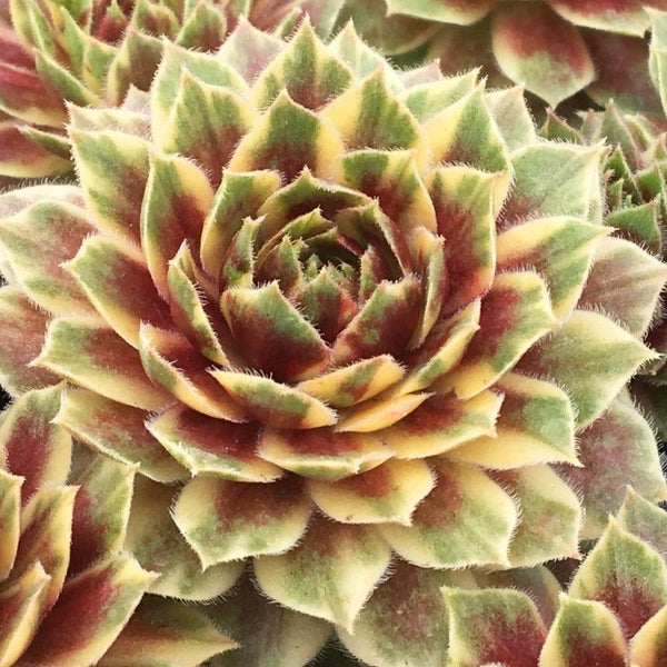 Sempervivum 'Fuzzy Lime'