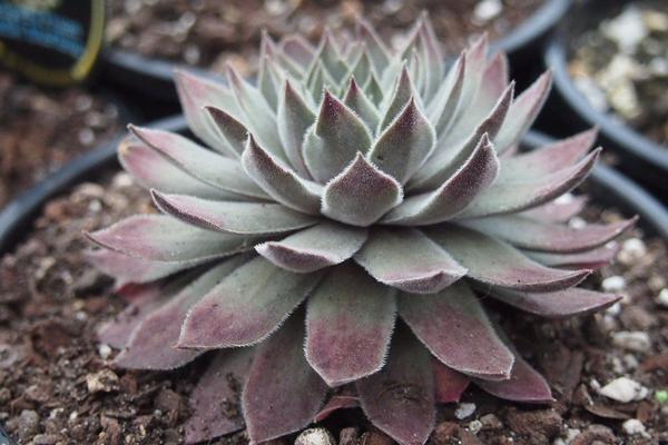 Sempervivum 'Grayfriars'