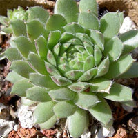 Sempervivum 'Green'