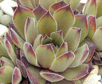 Sempervivum 'Hammond'