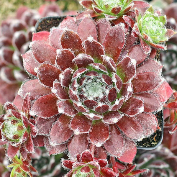 Sempervivum 'Icicle'