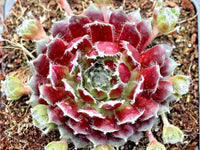 Sempervivum 'Jade Rose'