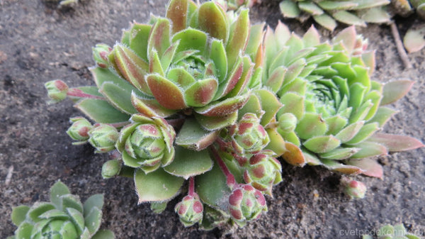 Sempervivum 'More Honey'