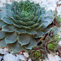 Sempervivum 'Pacific Blue Ice'