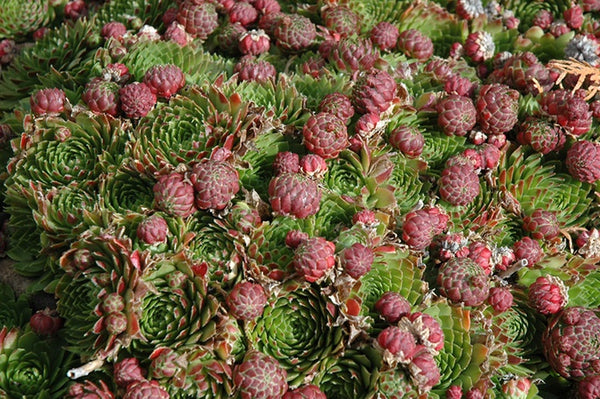 Sempervivum 'Red Beauty' (Red)