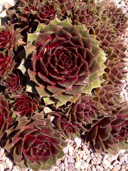 Sempervivum 'Red Rubin'