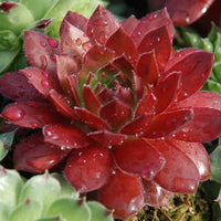 Sempervivum 'Rocknoll Rosette'