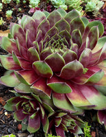 Sempervivum 'Silver King'