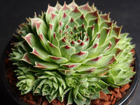 Sempervivum 'Sir William Lawrence'