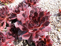 Sempervivum 'Viking'