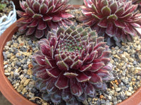 Sempervivum 'Yennadon'