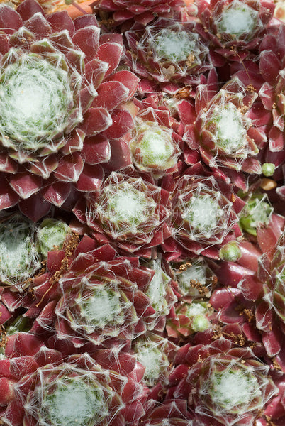 Sempervivum arachnoideum 'Robin'