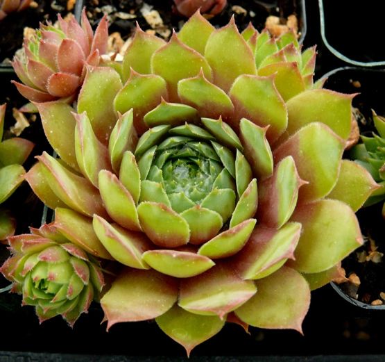 Sempervivum powellii