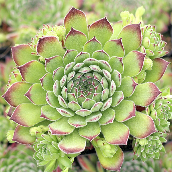 Sempervivum pyrenaicum