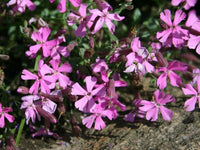 Silene schafta