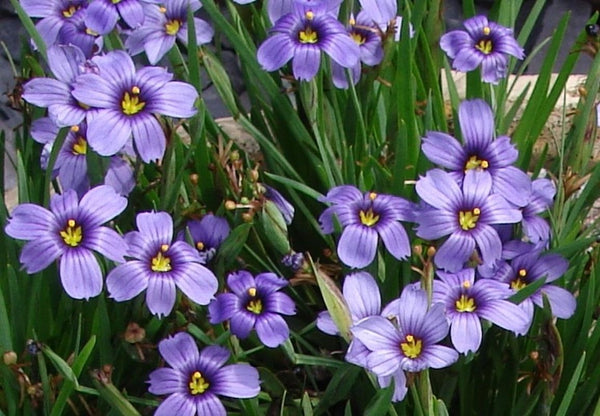 Sisyrinchium 'E.K. Balls'