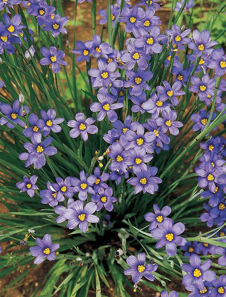 Sisyrinchium 'Lucerne'