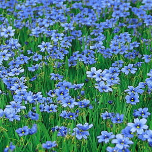 Sisyrinchium bellum 'Devon Skies'