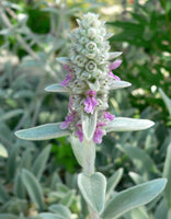 Stachys Lambs Ear