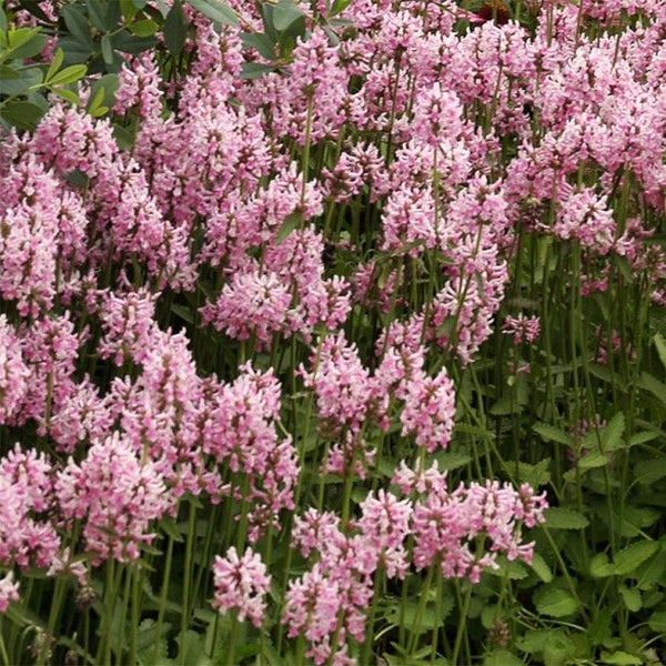 Stachys 'Pink Cotton Candy'