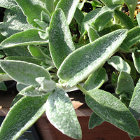 Stachys lanata 'Fuzzy Wuzzy'