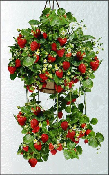 Strawberry Hanging Basket