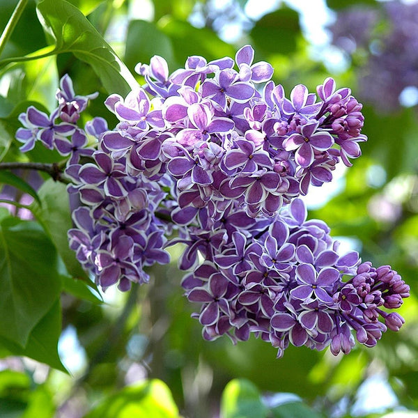 Syringa Vulgaris (NEW)