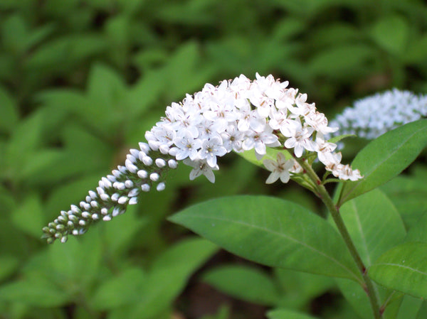 Lysimachia clethroides