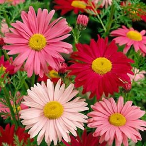 Tanacetum coccineum 'Robinson's Mix'