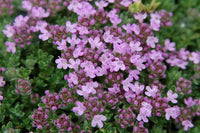 Thyme 'Bressingham'