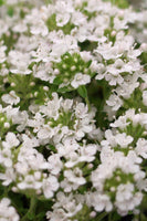 Thyme praecox 'Alba' (White Creeping)