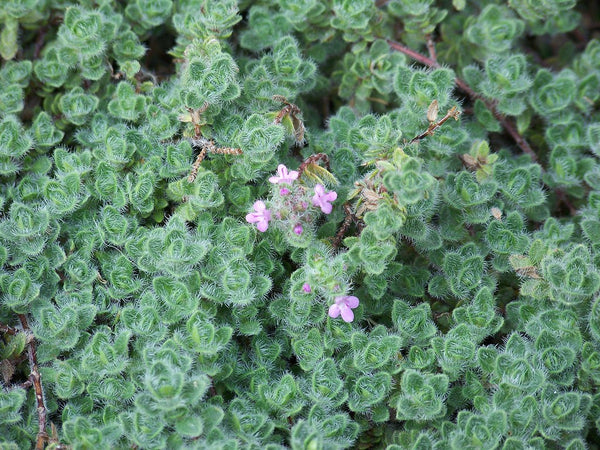 Thyme pseudolanuginosus (Woolly)