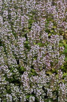 Thyme vulgaris (Silver)