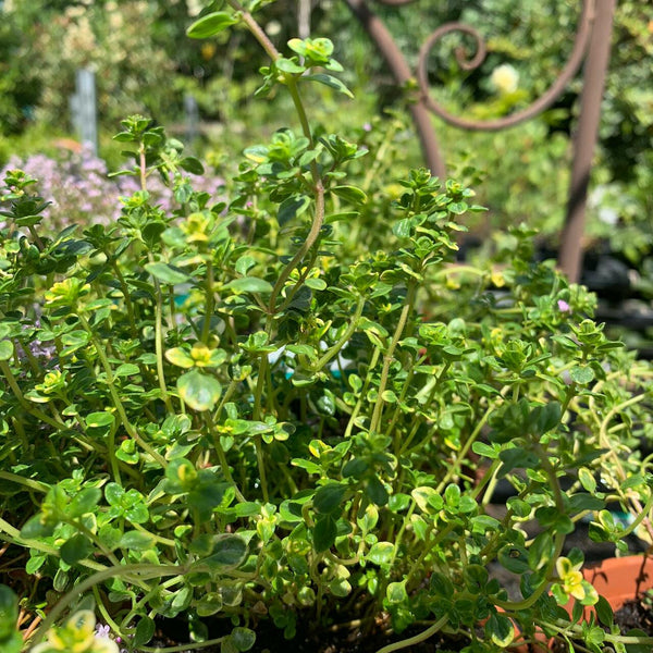 Thyme x. Citri. 'Lemon Variegated'