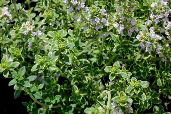 Thyme x citriodorus 'Green' (Lemon)