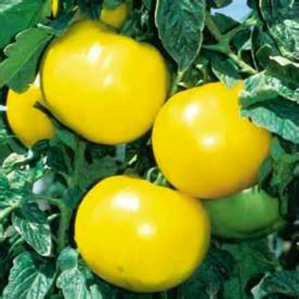 Tomatoe 'Lemon Boy'