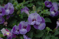 Torenia Blue Moon