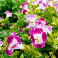 Torenia Pink Moon