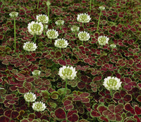 Trifolium repens 'Atropurpureum'