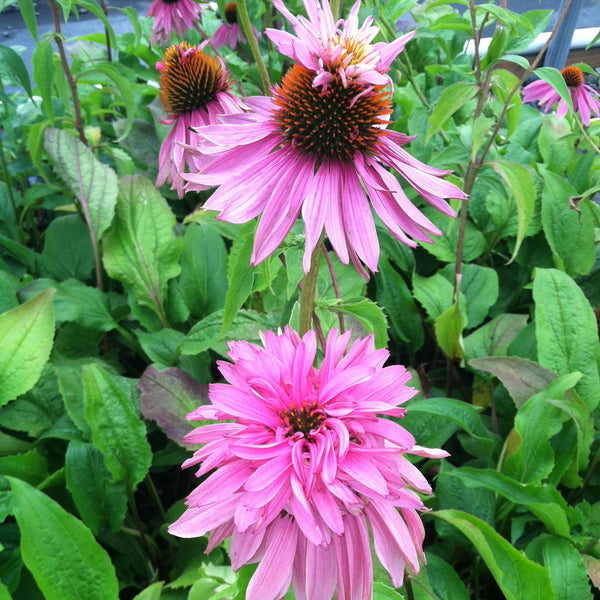 Echinacea purpurea 'Doubledecker'