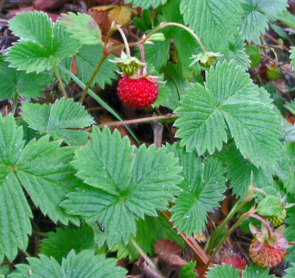 Fragaria vesca 'Kent'