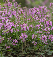 Stachys minima