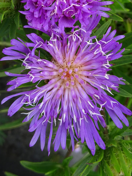 Stokesia laevis