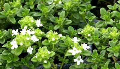 Thyme 'Lemon Frost'