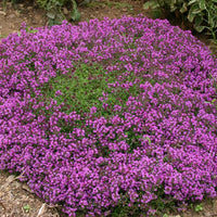 Thyme coccineus 'Major'